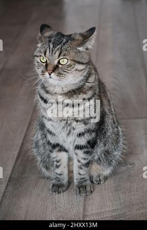 Gatto serio seduto su flor di legno e guardando via. Ritratto di gatto grigio tabby domestico. Foto Stock