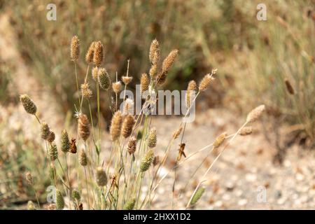 Primo piano, focalizzazione selezionata su una locusta marrone e nera sull'erba nel campo. Foto Stock