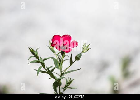 Linum grandiflorum . Un wildflower della California comunemente conosciuto come lino di Scarlet, lino rosso e lino di cremisi. Che cresce in un hedgerow della California del sud. Foto Stock