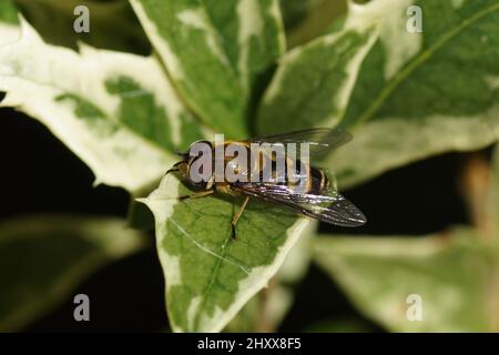 Hoverfly maschile, Syrphus torvus, hoverflies di famiglia (Syrphidae) su foglie sfocate dell'arbusto Fals holly, Osmanthus eterophyllus goshiki. Giardino olandese, Foto Stock