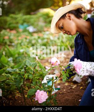 Il giardinaggio è un lavoro di amore. Scatto di una giovane donna che rifinisce le rose nel suo giardino. Foto Stock