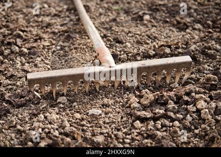 Vecchio rastrello in metallo a terra nel giardino da vicino. Attrezzo di giardinaggio. Foto Stock