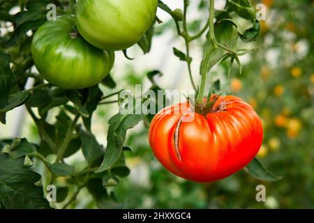 Un pomodoro rosso maturo e due unmature verdi in giardino. Coltivazione vegetale e raccolta di pomodori. Foto Stock