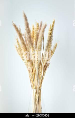 Gambi di grano secco in vaso di vetro trasparente su sfondo bianco. Spikelets di grano. Design e interioir. Foto Stock