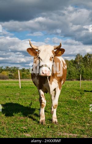 La vacca bruna e bianca si sgrana sul pascolo verde durante il giorno d'estate. Allevamento animali. Foto Stock