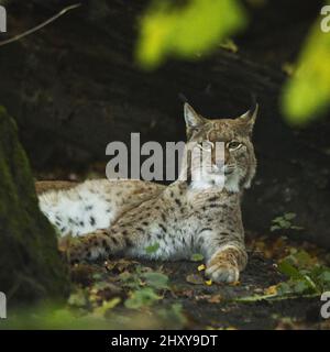 Scatto di una bella lynx comune che si agghiacciano nella giungla Foto Stock