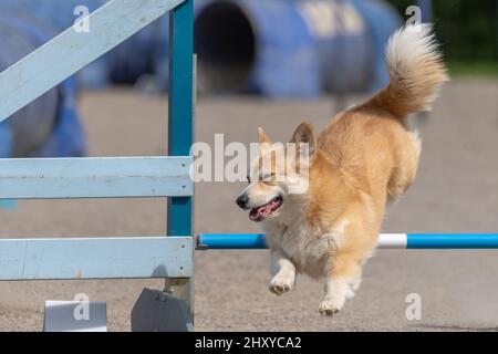 Welsh Corgi Pembroke supera un ostacolo all'agilità nella concorrenza Foto Stock