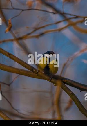 Uccello Chickadee con sfondo cielo blu in inverno freddo sole mattina Foto Stock