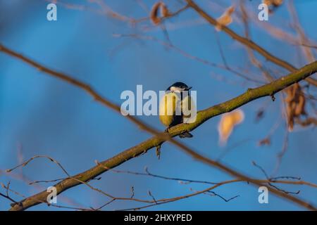 Uccello Chickadee con sfondo cielo blu in inverno freddo sole mattina Foto Stock