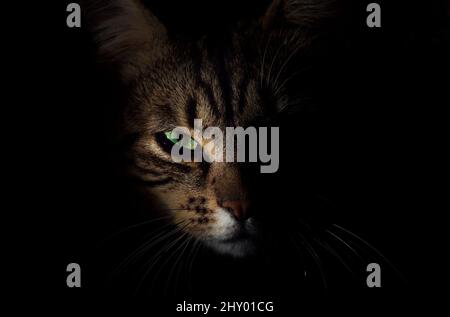 Scatto ipnotizzante di un gatto Tabby al buio Foto Stock