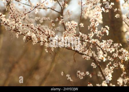 Primo piano dei piccoli fiori bianchi sui rami di un albero Sakura Foto Stock