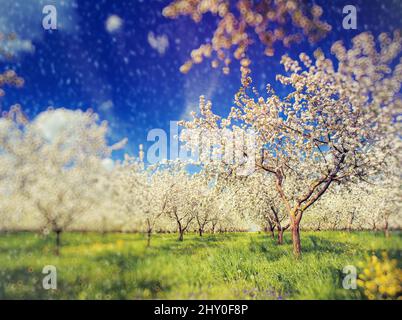 Frutteto di mele in fiore in primavera e cielo blu. Retro filtrato. Effetto Instagram. Ucraina, Europa. Mondo di bellezza. Effetto sfocatura di spostamento inclinazione. Foto Stock