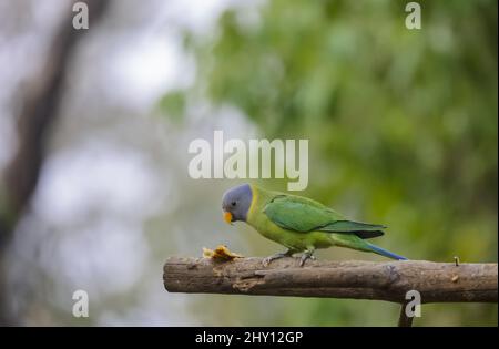 Primo piano del parakeet con testa di prugne. Psittacula cianocephala. Foto Stock