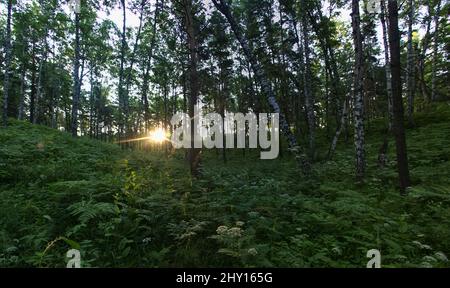 Panorama del paesaggio serale. Il sole si spezza attraverso il muro di una foresta decidua sul fianco della montagna. Sottobosco lussureggiante di felci ed erbe Foto Stock