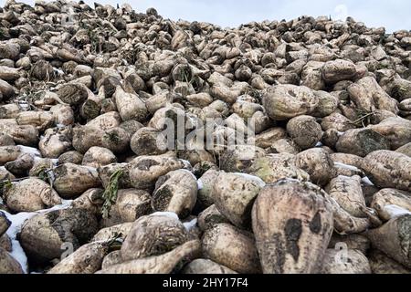 Coltivazione della barbabietola da zucchero, olericoltura. Raccolto di radice è raccolto prima delle gelate e raccolto in mazzo di deposito (banca esterna), deposito è befor intermedio s. Foto Stock