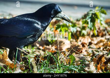 Rook alla ricerca di feed. L'uccello scava il suo becco nell'erba e foglie secche in cerca di lombrichi. Foto Stock