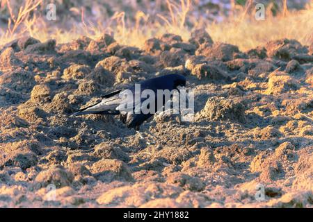 Rooks mangiano i lombrichi sul prato. L'uccello guida con forza il becco nel terreno. Come fa un rook notare un worm burrow in campo arato Foto Stock