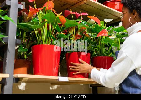 Vista laterale del fiorista femminile afro-americano positivo con fiori di Anthurium rosso in vaso guardando la macchina fotografica mentre lavora in negozio di fiori con varie pl Foto Stock