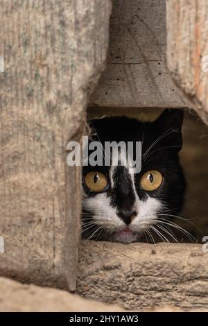Adorabile gatto nero soffice con macchie bianche e occhi gialli che guardano attraverso il foro nel muro di legno shabby in zona rurale Foto Stock