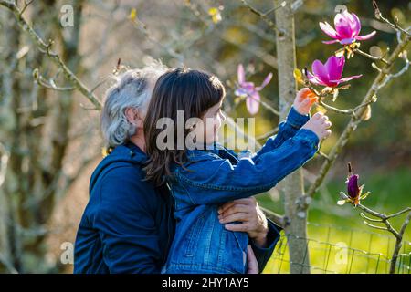 Vista laterale del nonno anziano che tiene la figlia curiosa che tocca i rami di Magnolia campbellii con fioritura di infiorescenza che cresce in giardino Foto Stock