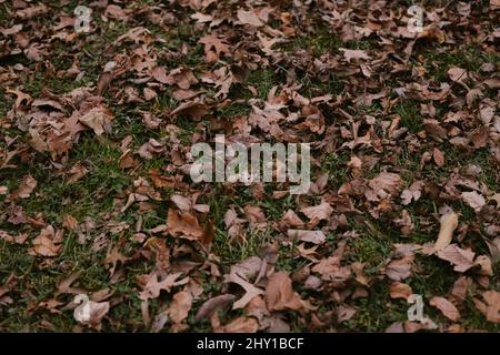 Pieno telaio mucchio di foglie dorate appassite cadute che giacciono sul prato verde erboso nel parco il giorno d'autunno in città Foto Stock