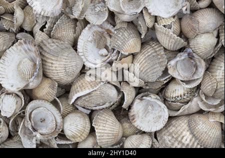 un primo piano di molte conchiglie di cockle colori muti nessuno nessuno persone Foto Stock