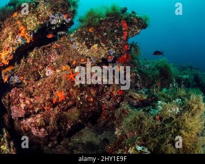 Scogliera rocciosa ruvida con piccoli stelle marine rosse selvatiche sul fondo di un mare limpido e profondo con coralli verdi e pesci da nuoto Foto Stock
