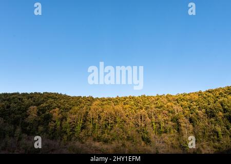 Cime di alberi verdi e luminosi che vegetano nel bosco contro il cielo blu e nuvoloso in Spagna al sole Foto Stock