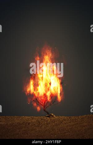 Colpo verticale di un cespuglio di spina ardente - concetto di cristianesimo e religione Foto Stock