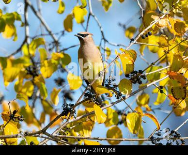 Una bella scena autunnale di un Cedar Waxwing arroccato in un albero di buckhorn con foglie gialle, bacche e un cielo blu sfondo. Foto Stock