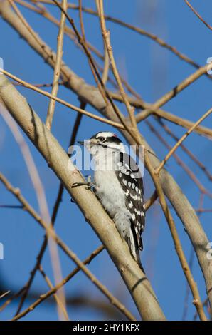 Downy Woodpecker, Dryobates pubescens, maschio Foto Stock