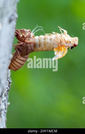 Brood X cicada nel processo di emergere dal suo esoscheletro, vista laterale con sfondo verde. Foto Stock