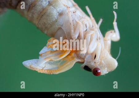 Brood X cicada nel processo di emergere dal suo esoscheletro, vista laterale con sfondo verde. Foto Stock
