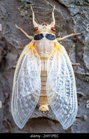 Il brood X cicada è appena emerso dal suo esoscheletro, vista posteriore. Foto Stock