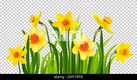 Fiori primaverili di narcisi Illustrazione Vettoriale