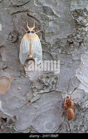 Il brood X cicada è appena emerso dal suo esoscheletro, vista posteriore. Foto Stock