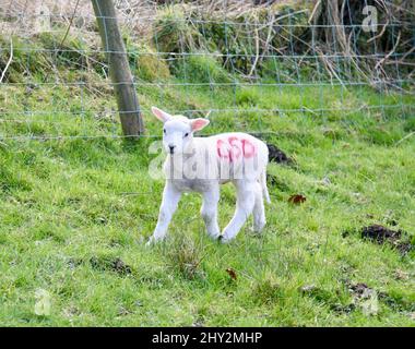 Un piccolo agnello nel campo dei contadini Foto Stock