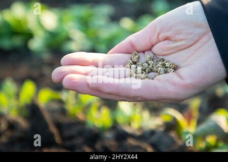 mano che cresce semi su seminare suolo. Sfondo con spazio di copia. Agricoltura, giardinaggio organico, piantando o concetto di ecologia. Imprese sostenibili Foto Stock