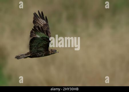 Majestic buzzard flying above a meadow with wide-opened wings Stock Photo