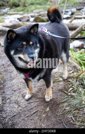 Colpo verticale chiuso di un cane Shiba Inu nero legato in piedi nella foresta Foto Stock