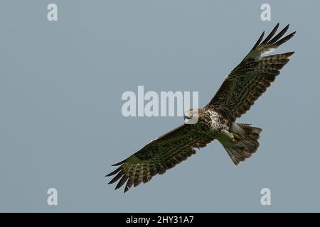 Maestosa poiana che vola sopra un prato con ali aperte nel cielo azzurro Foto Stock