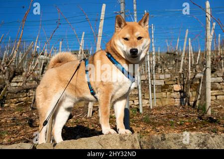 Bellissimo scatto di un cane Shiba Inu rosso in piedi su una roccia guardando la fotocamera Foto Stock