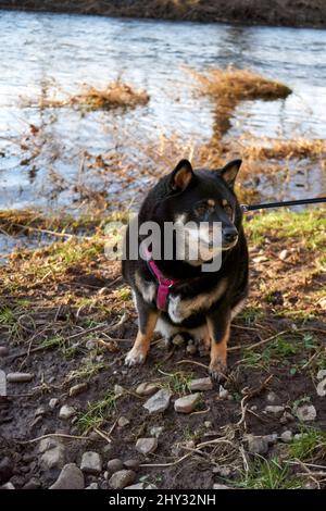 Colpo verticale di un cane Shiba Inu nero legato in piedi presso il lago Foto Stock
