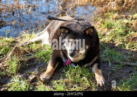 Primo piano di un cane Shiba Inu nero legato che si posa a terra presso il lago Foto Stock