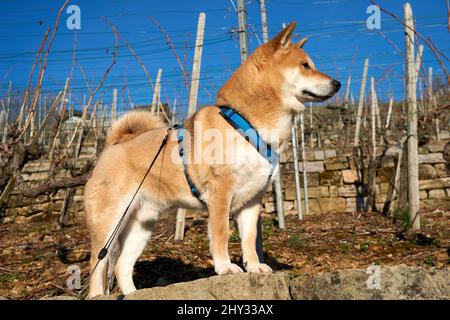 Bellissimo scatto di un cane Shiba Inu rosso in piedi su una roccia e guardando a destra Foto Stock