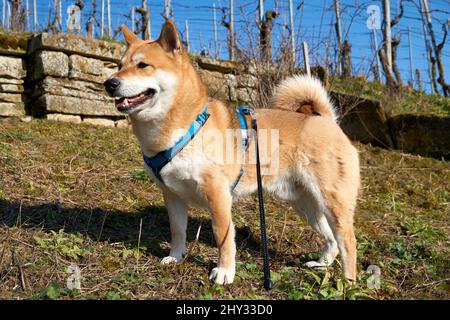 Bellissimo scatto di un cane Shiba Inu rosso in piedi su una roccia e guardando a sinistra Foto Stock
