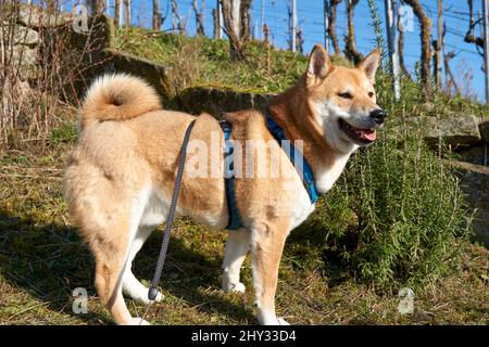 Bellissimo scatto di un cane Shiba Inu rosso in piedi su una roccia e guardando a destra Foto Stock