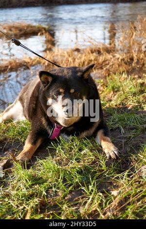 Colpo verticale di un cane Shiba Inu nero legato che si stese a terra presso il lago Foto Stock