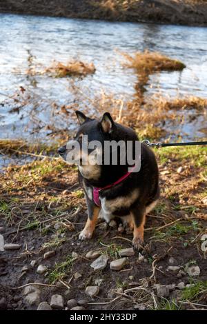 Colpo verticale di un cane Shiba Inu nero legato in piedi presso il lago e guardando a sinistra Foto Stock