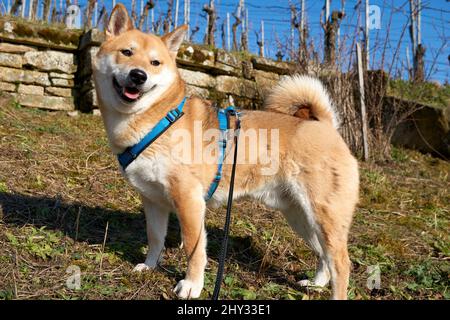 Bellissimo scatto di un cane Shiba Inu rosso in piedi su una roccia e guardando a sinistra Foto Stock